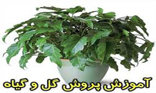 بسته مناطق// برگزاری دوره‌های ویژه‌ آموزش گل و گیاه در غرب تهران