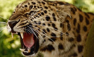 جریمه شکار یوزپلنگ به 200 میلیون تومان رسید