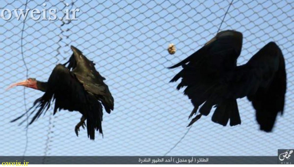 علاقه مندی داعش به یک پرنده نادر + تصاویر