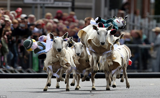 مسابقات سالانه گوسفند دوانی+تصاویر