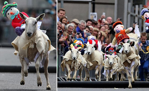 مسابقات سالانه گوسفند دوانی+تصاویر