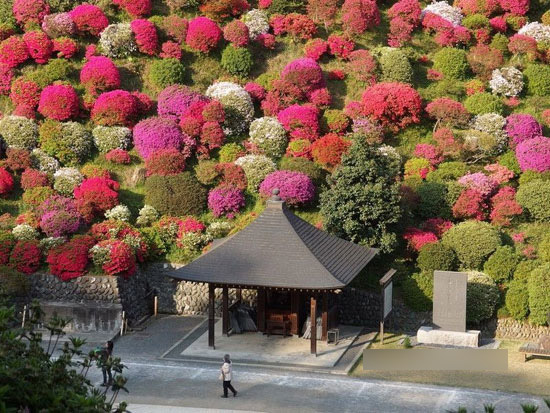 معبدی پنهان در میان گلها + عکس