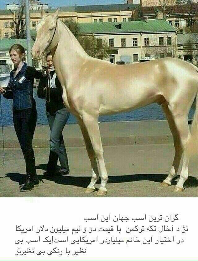 گرانترین اسب دنیا+تصویر