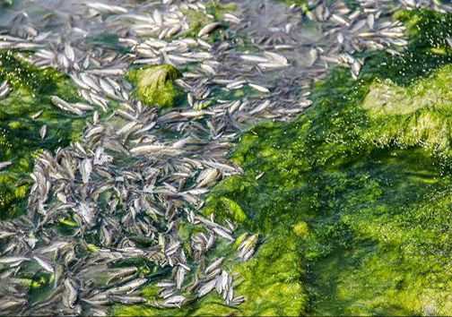 مرگ هزاران ماهی در بستر زاینده رود