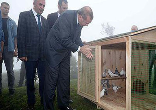 پرنده ای که روی سر اردوغان نشست +عکس