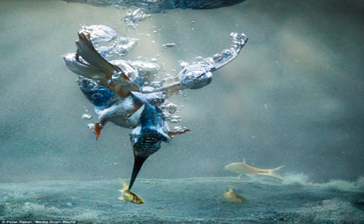 شکار مرغ ماهی خوار به روایت تصویر
