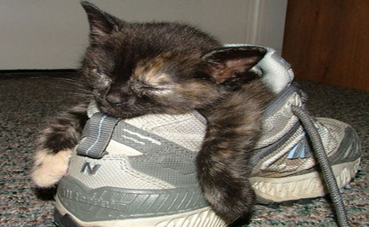 گربه ها ی در خواب در مکان های عجیب و غریب+تصاویر