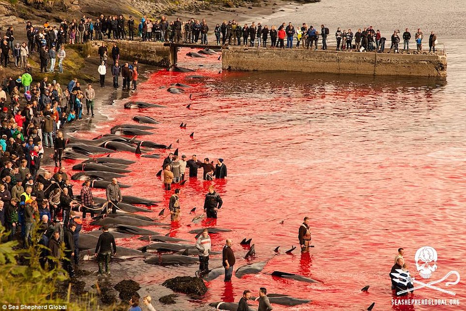 تصاویری هولناک از قتل عام خونین 250 نهنگ