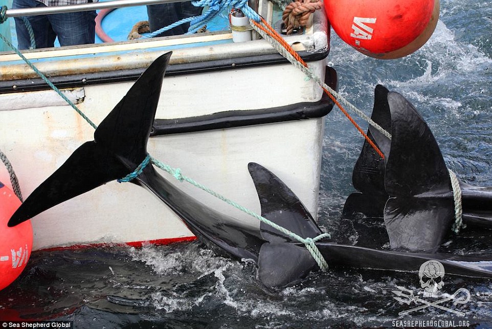 تصاویری هولناک از قتل عام خونین 250 نهنگ