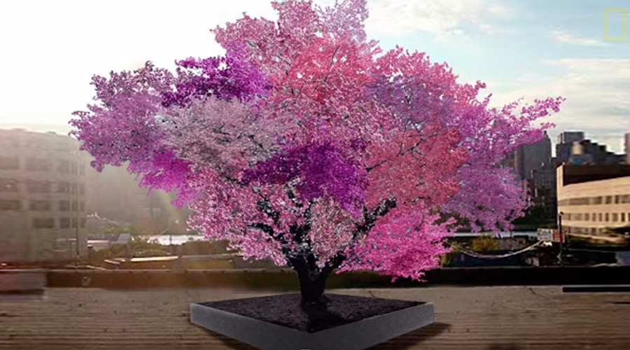 درختی عجیب با 40 میوه مختلف! + عکس