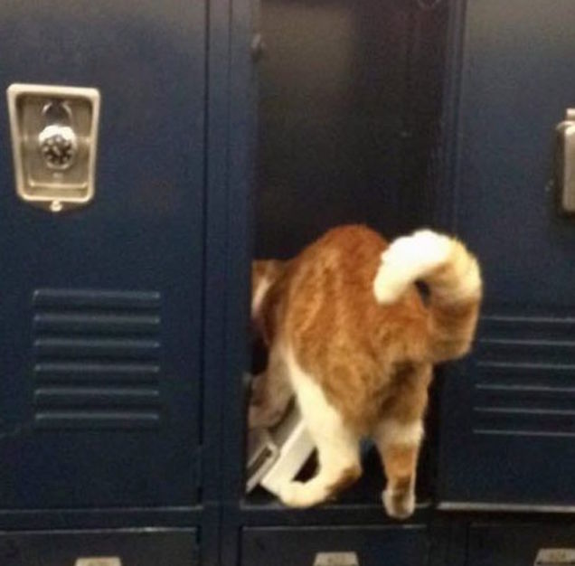 گربه ای که به مدرسه می رفت +عکس