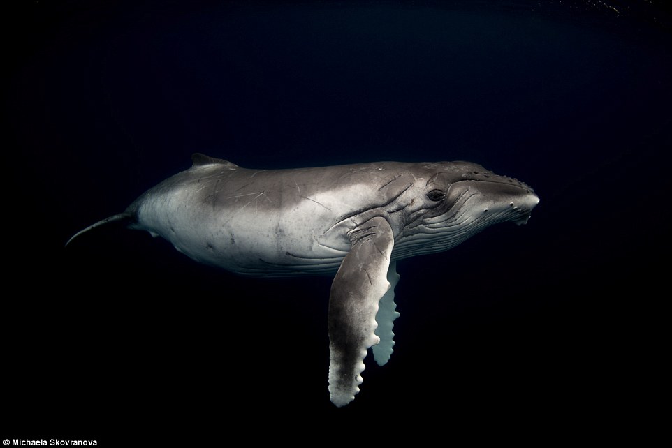 تصاویری وهم انگیز از دنیای زیر آب