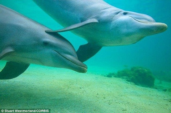 دلفین های پوزه بطری هم چون انسان ها از بچه های یکدیگر مراقبت می کنند!