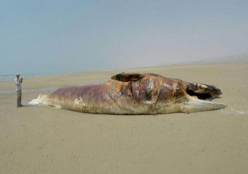 پیدا شدن نهنگ ۱۳ متری در سواحل بوشهر + تصاویر