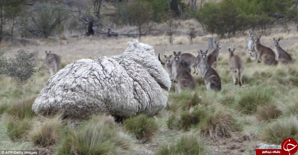 پشمالوترین گوسفند جهان با بیش از 40 کیلوگرم پشم