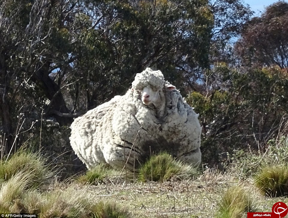 ۴۰ کیلو پشم بر تن پشمالو ترین گوسفند جهان!+عکس 1