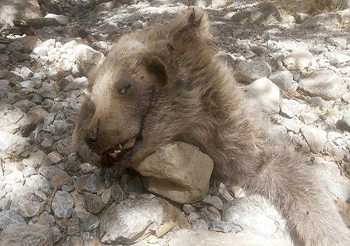 تصاویری از مرگ یک توله خرس قهوه ای در ارتفاعات ایذه / شکارچیان خرافی شکم خرس قهوه ای را خالی کرده‌اند