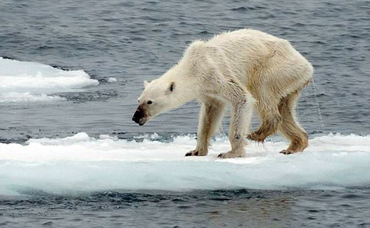 نجات نگون بخت ترین خرس قطبی در جهان+تصاویر