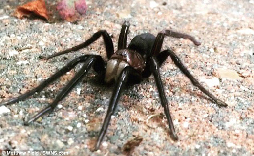 بزرگترین عنکبوت کشف شده در جهان+تصاویر