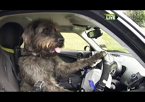 سگ‌های راننده! + تصویر