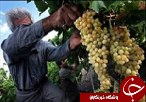 هدانا - آغاز برداشت انگور در ضیاء آباد قزوین - صاحب‌خبر