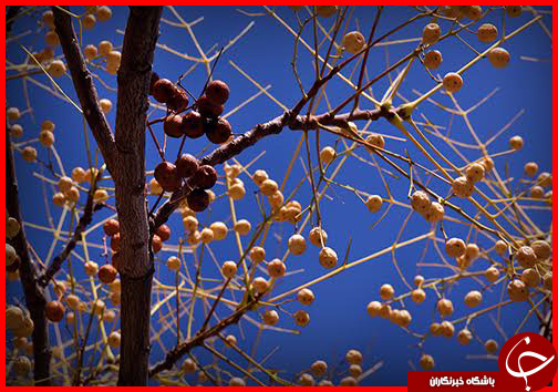 صدای پای فصل خزان در فارس+ تصاویر
