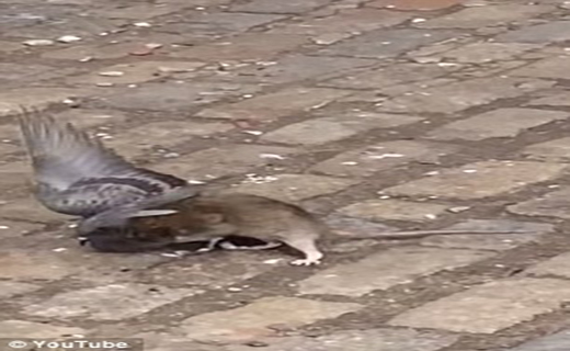 بی رحم ترین موش دنیا در بروکلین دیده شد+ تصاویر