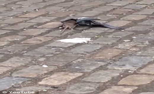 بی رحم ترین موش دنیا در بروکلین دیده شد+ تصاویر