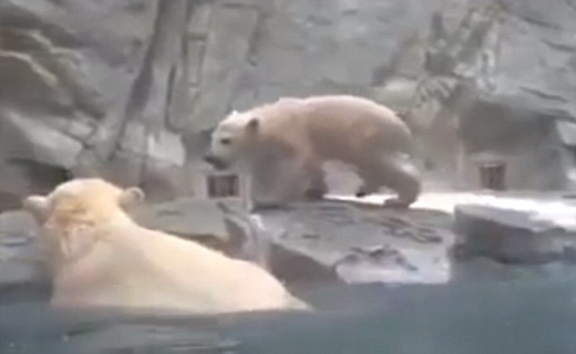 نجات بچه خرس از غرق شدن به دست مادرش+ تصاویر