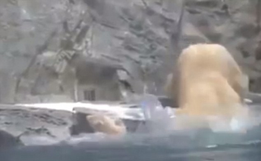 نجات بچه خرس از غرق شدن به دست مادرش+ تصاویر