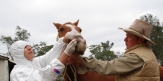 ضرورت جلوگیری ازشیوع بیماریهای مسری دربین اسبها وانتقال آن به انسان