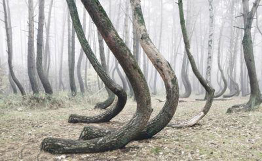 جنگلی با درختان عجیب+ تصاویر