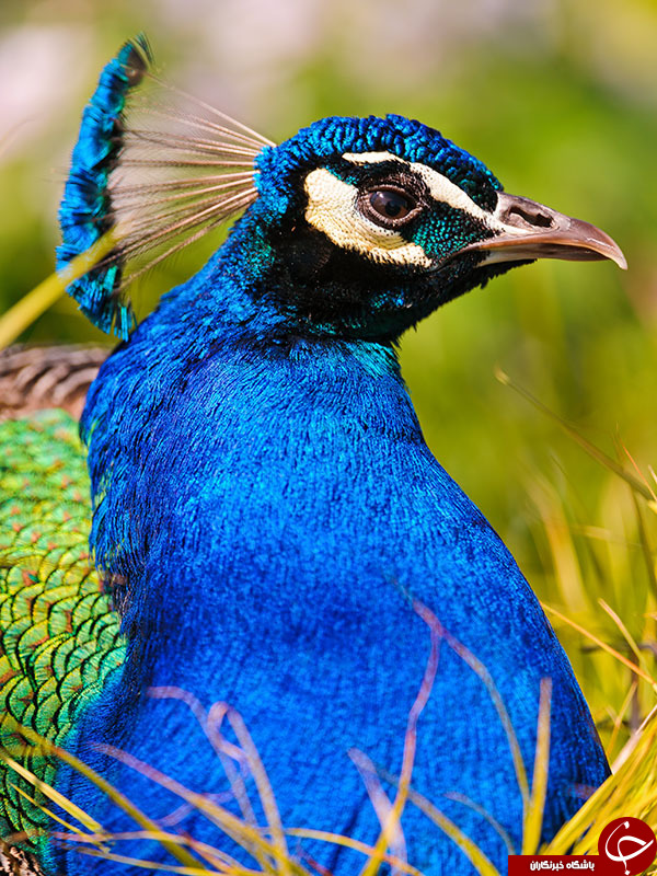 ۲۰ عکس طاووس بسیار زیبا