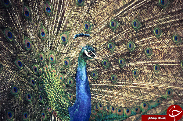 ۲۰ عکس طاووس بسیار زیبا