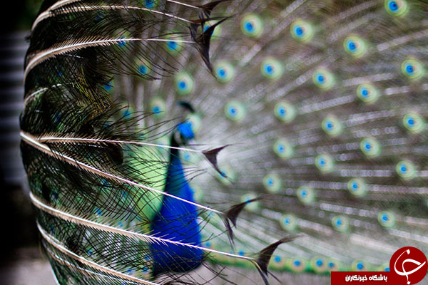 قسمت دوم/ده عکس طاووس بسیار زیبا