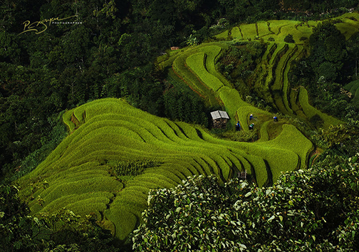 طبیعت ویتنام از نگاه دوربین عکاسی +تصاویر