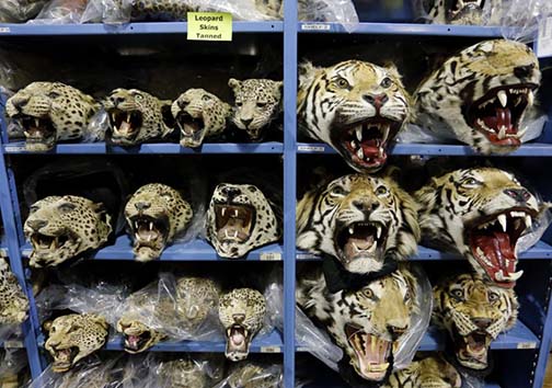بزرگ‌ترین انبار بقایای حیوانات قاچاق در دنیا + تصاویر