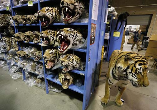 بزرگ‌ترین انبار بقایای حیوانات قاچاق در دنیا + تصاویر