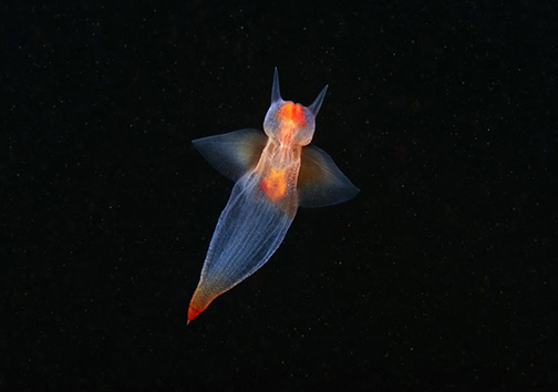 موجودات اعماق اقیانوس از چشم دوربین عکاسی + تصاویر