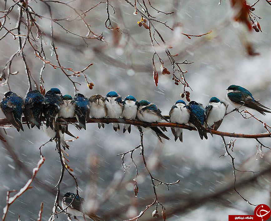 نگاهی به هم دلی دردنیای پرندگان+تصاویر