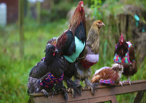 مرغ‌ها هم برای خو گرفتن با دمای طبیعت لباس ضخیم می‌پوشند ! + تصاویر