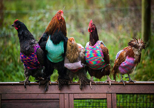 مرغ‌ها هم برای خو گرفتن با دمای طبیعت لباس ضخیم می‌پوشند ! + تصاویر