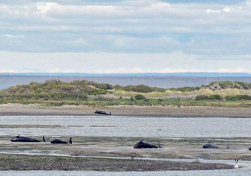معمای به گل نشستن 300 نهنگ مرده + تصاویر