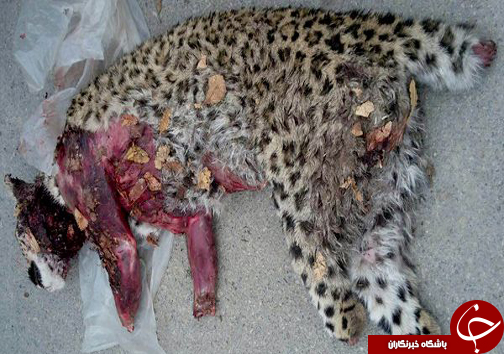 کشتار بیرحمانه یک پلنگ ایرانی در منطقه جنگلی لوه + تصاویر