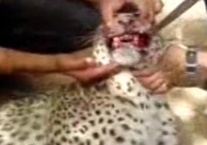 پوست کندن یوزپلنگ ایرانی در ملأعام + فیلم