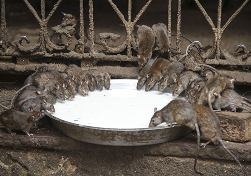 معبد موش‌ها در هندوستان! + تصاویر