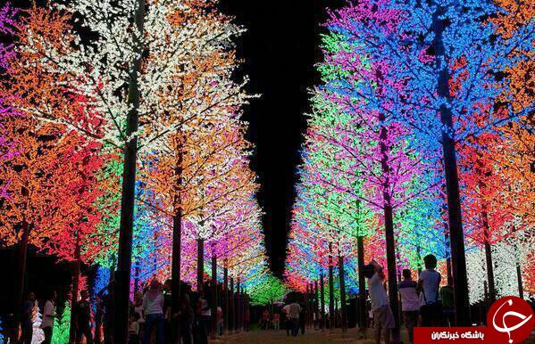 باغی با هزاران لامپ در ژاپن + تصاویر
