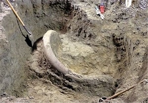 کشف بقایای جانور عظیم‌الجثه باستانی نادر در اردبیل