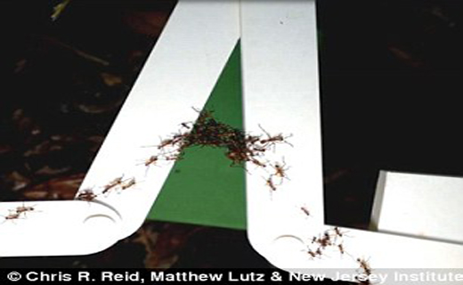 مورچه ها در ساخت پل نجات موفق ترند+ تصاویر