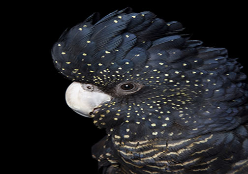 زیبایی پرندگان از نمای نزدیک + تصاویر